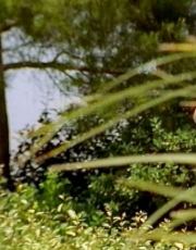 Sophie Schutt nude picture